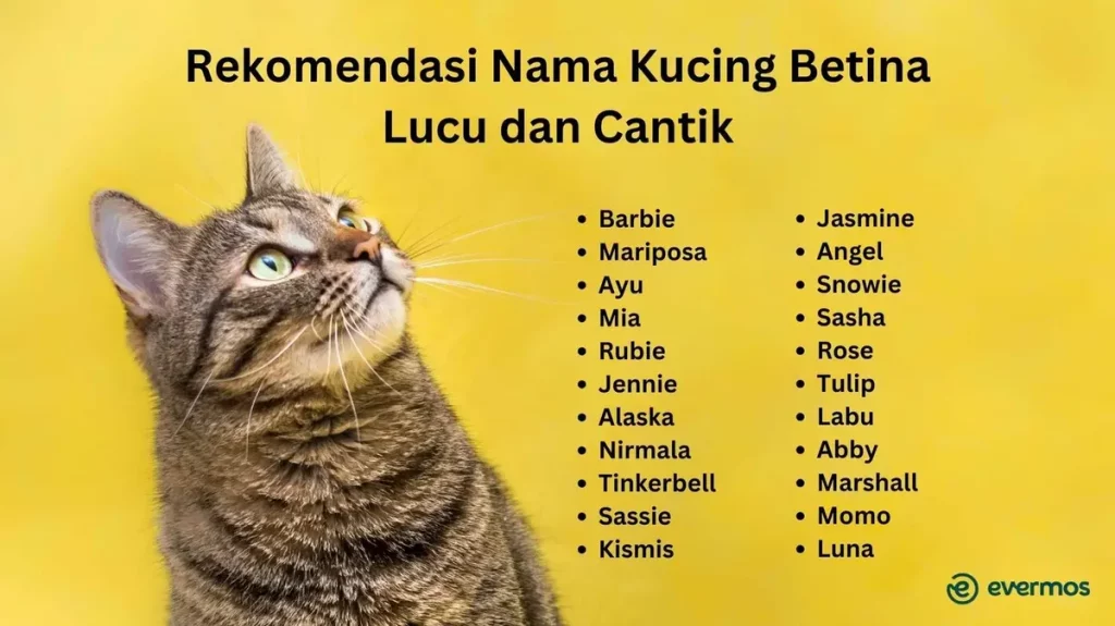 ide nama kucing lucu