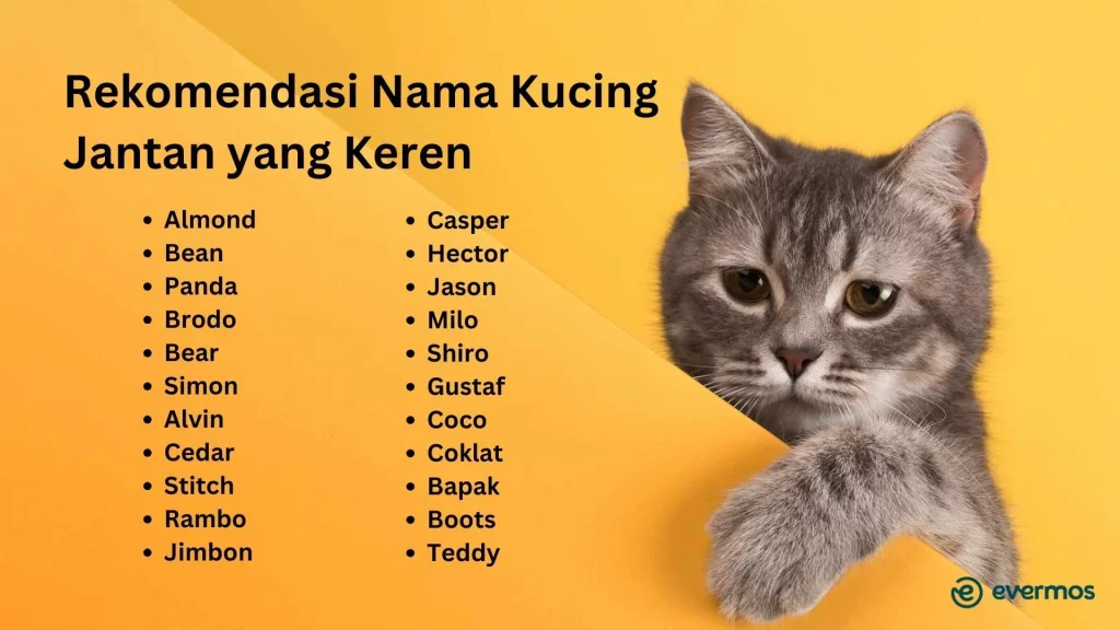 ide nama kucing lucu