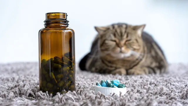 doa untuk kucing yang sakit