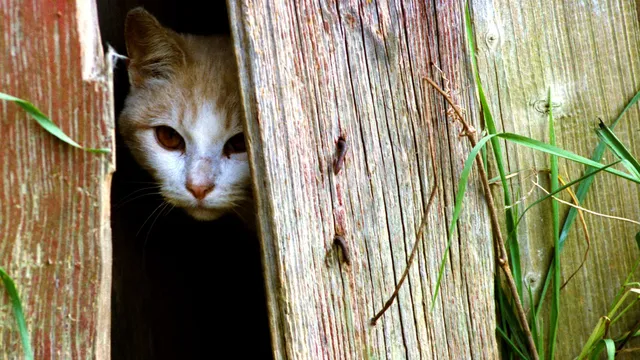 doa agar kucing yang hilang bisa kembali