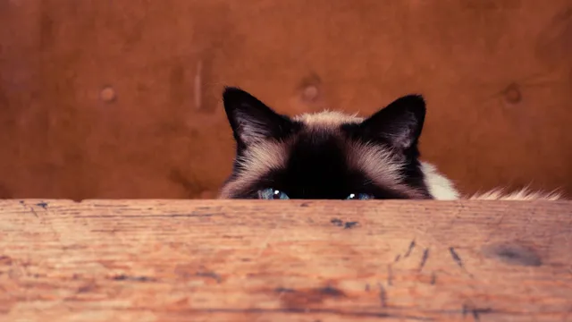 doa agar kucing yang hilang bisa kembali