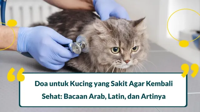 doa untuk kucing yang sakit