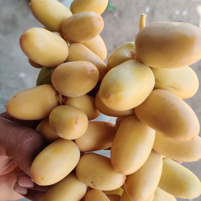 6 Deretan Grosir Kurma di Bandung Grosir Kurma Bandung