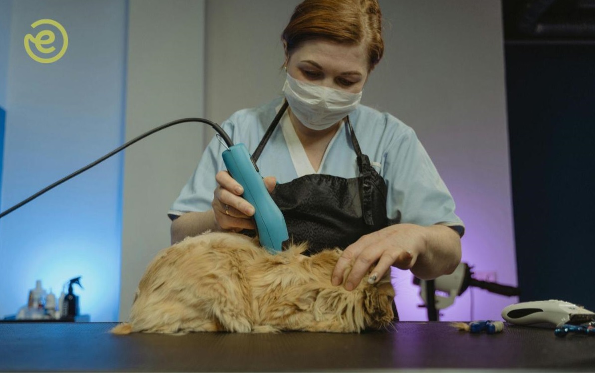 5 Peluang Bisnis Petshop Online, Cocok untuk Pecinta Hewan