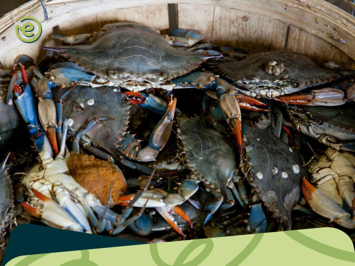 10 Rekomendasi Supplier Seafood, Pebisnis Kuliner Merapat!