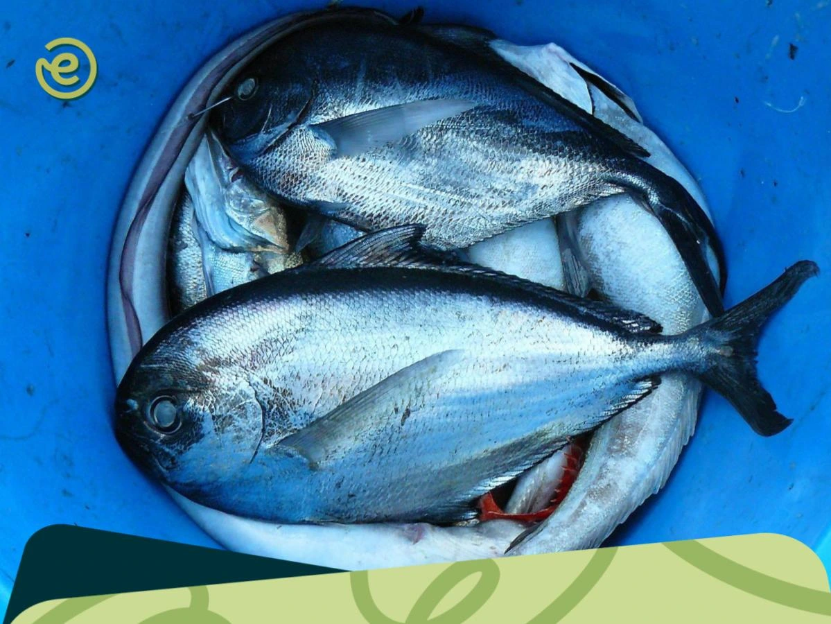 8 Supplier Ikan Laut di Kota Bandung, Enggak Harus ke Pantai!