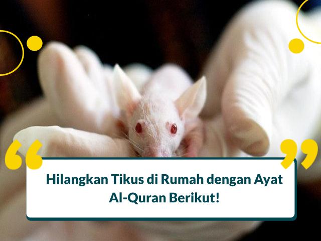 Ayat Al-Quran untuk Mengusir Tikus Di Rumah, Ampuh!