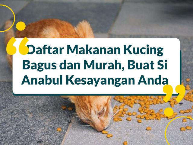 6 Makanan Kucing Murah dan Berkualitas, Buat Kucing Sehat & Aktif!