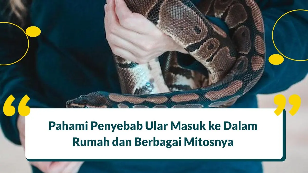 Ular Masuk Rumah Malam Hari Artinya Apa? Simak Penyebabnya!