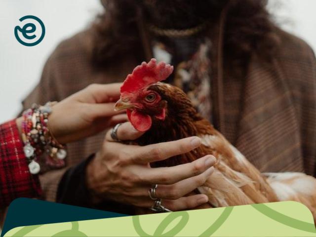 Usaha ternak yang menjanjikan