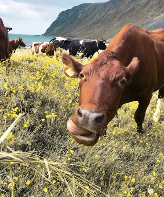 30+ Kata Kata Jual Hewan Qurban yang Eye-Catchy untuk Promosi Laris Manis! kata kata promosi jual hewan qurban