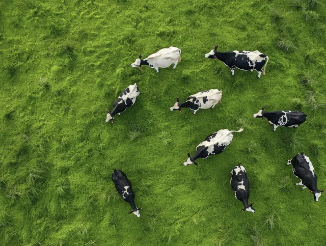 Qurban Sapi untuk Berapa Orang? Simak Jawabannya!