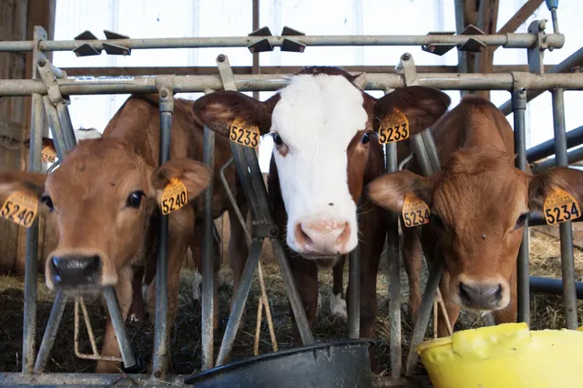 Dapat Menghapus Dosa, Inilah Manfaat Ibadah Qurban yang Wajib Muslim Tahu!