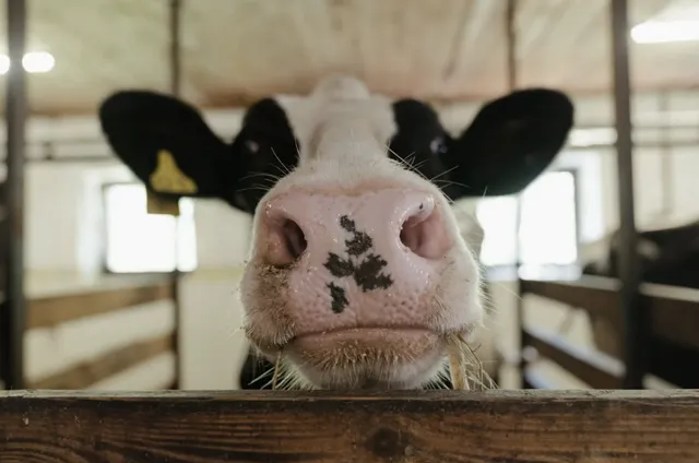 30+ Kata Kata Jual Hewan Qurban yang Eye-Catchy untuk Promosi Laris Manis!