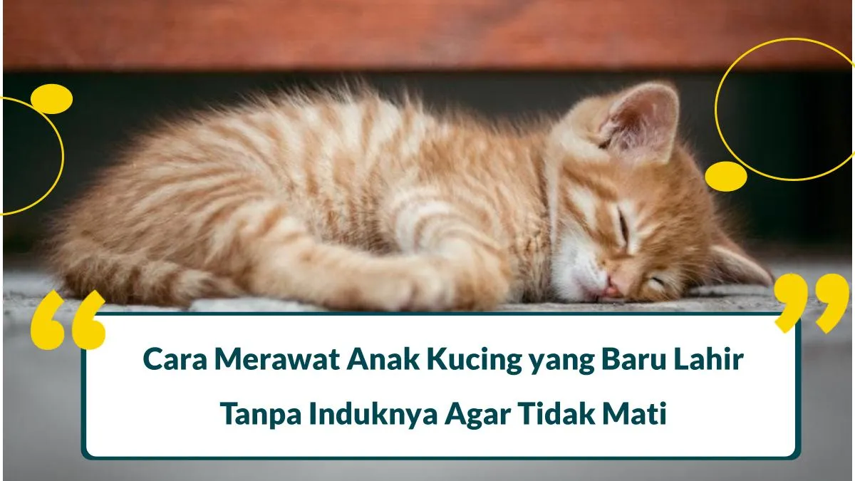 10 Cara Merawat Anak Kucing yang Baru Lahir Agar Tidak Mati Jika Tanpa Induknya