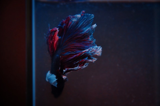 Usaha ternak yang menjanjikan